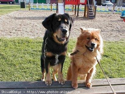 Photo de Dogue du tibet