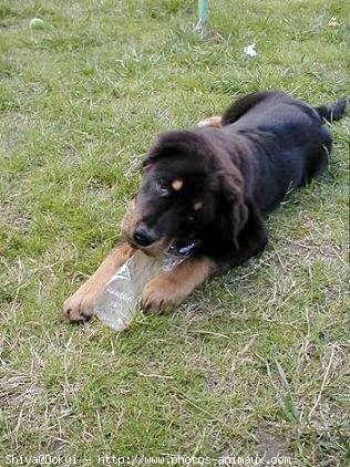 Photo de Dogue du tibet