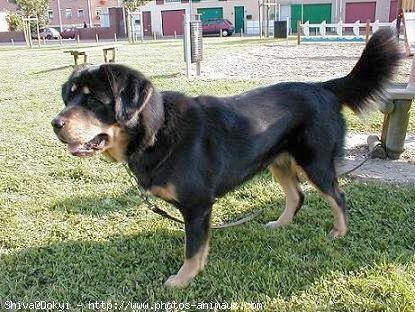 Photo de Dogue du tibet