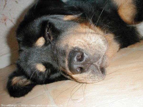 Photo de Dogue du tibet