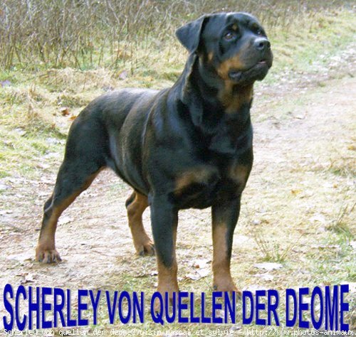 Photo de Rottweiler