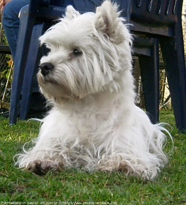 Photo de West highland white terrier