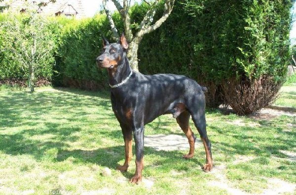 Photo de Dobermann