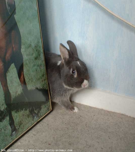 Photo de Lapin