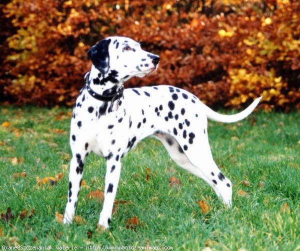 Photo de Dalmatien