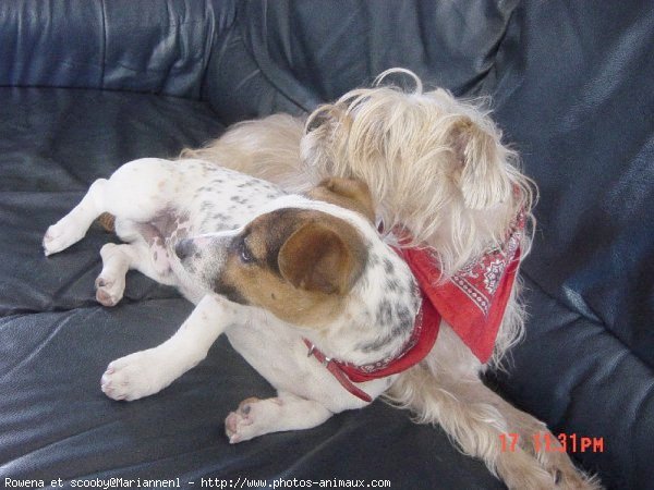 Photo de Jack russell terrier