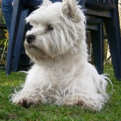 Photo de West highland white terrier