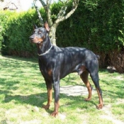 Photo de Dobermann