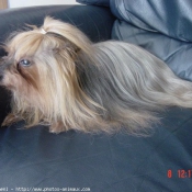 Photo de Yorkshire terrier