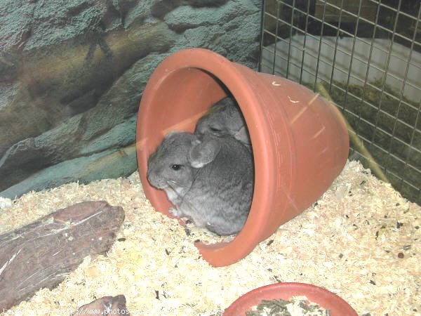 Photo de Chinchilla