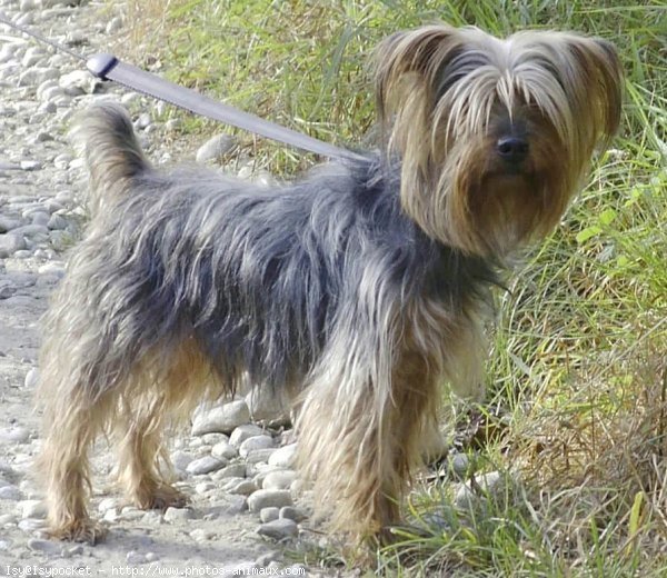 Photo de Yorkshire terrier