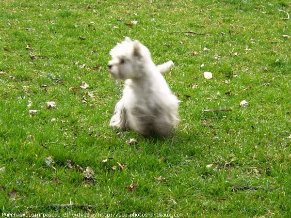 Photo de West highland white terrier