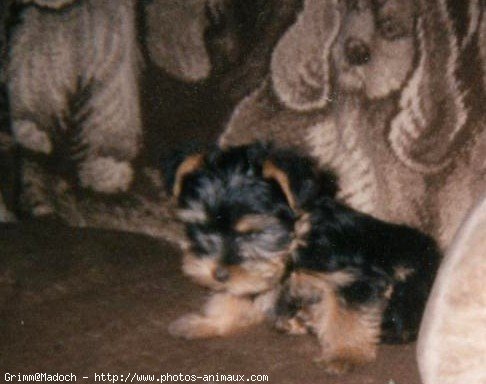 Photo de Yorkshire terrier