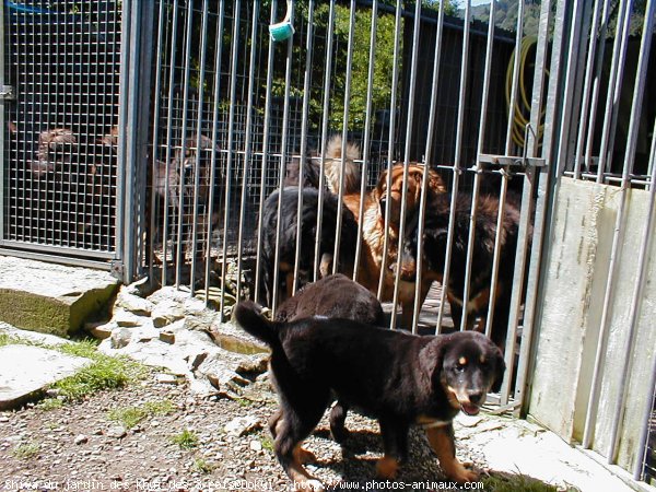 Photo de Dogue du tibet