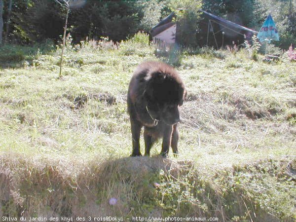 Photo de Dogue du tibet