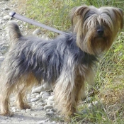 Photo de Yorkshire terrier