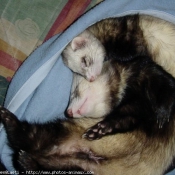 Photo de Furet