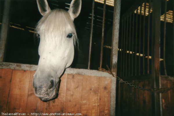 Photo de Camargue