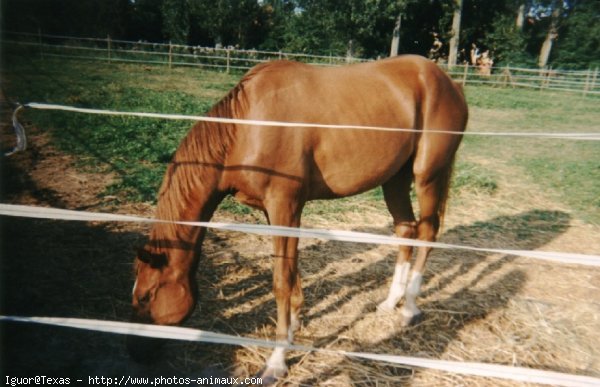 Photo de Selle franais