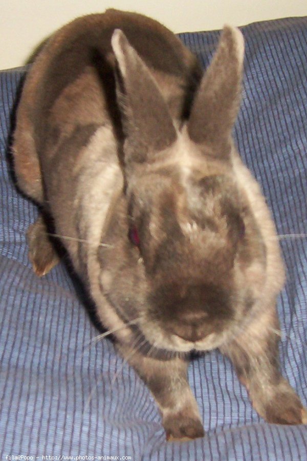 Photo de Lapin