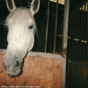 Photo de Camargue