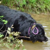 Photo de Chien de terre-neuve