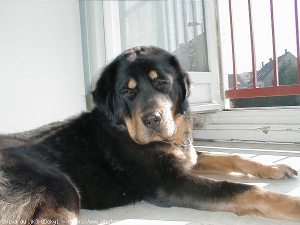 Photo de Dogue du tibet