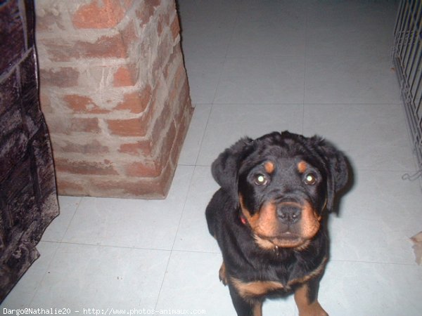 Photo de Rottweiler