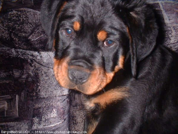 Photo de Rottweiler