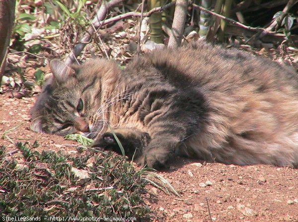 Photo de Chat domestique