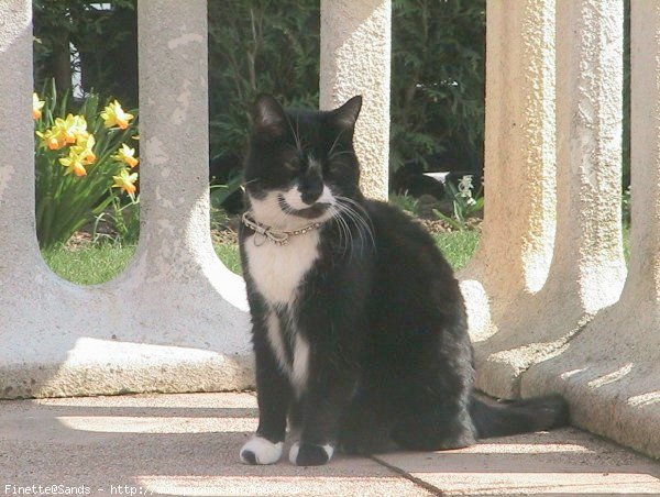 Photo de Chat domestique