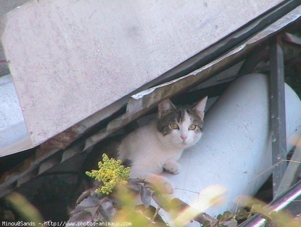 Photo de Chat domestique