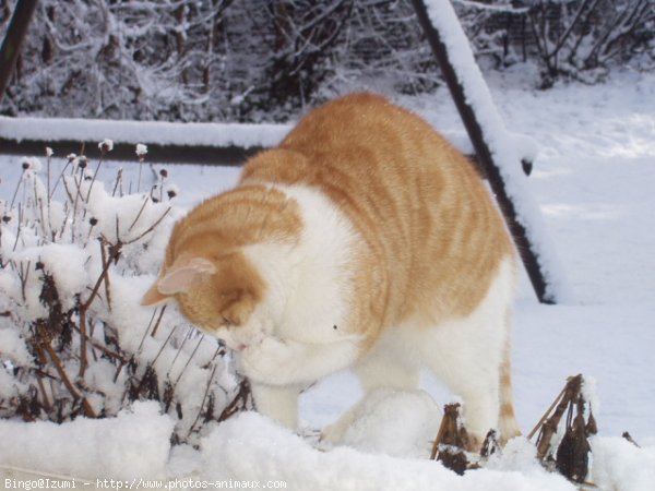 Photo de Chat domestique