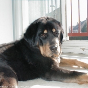 Photo de Dogue du tibet