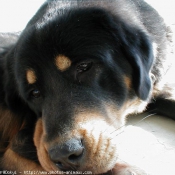 Photo de Dogue du tibet