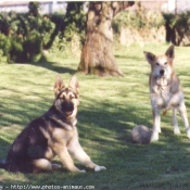 Photo de Berger allemand  poil court