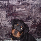 Photo de Rottweiler