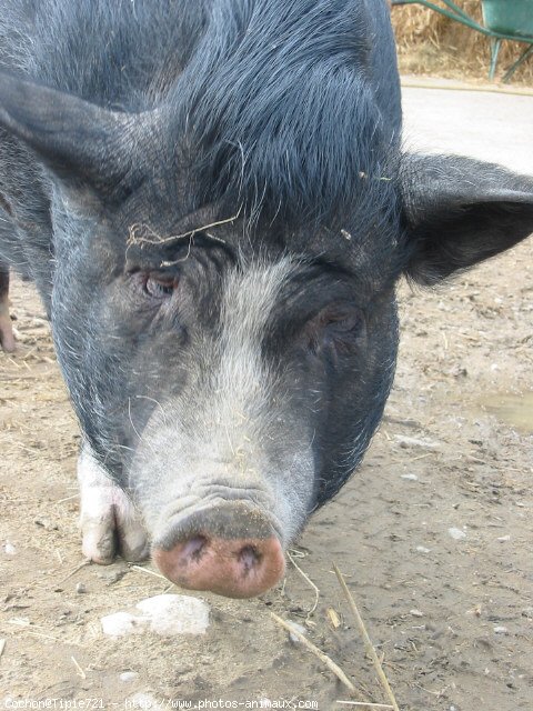 Photo de Cochon