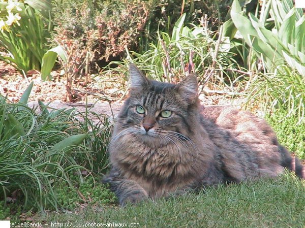 Photo de Chat domestique