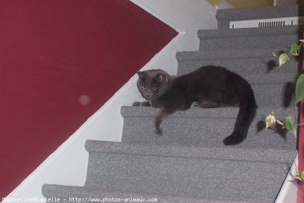 Photo de Chartreux