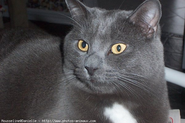 Photo de Chartreux