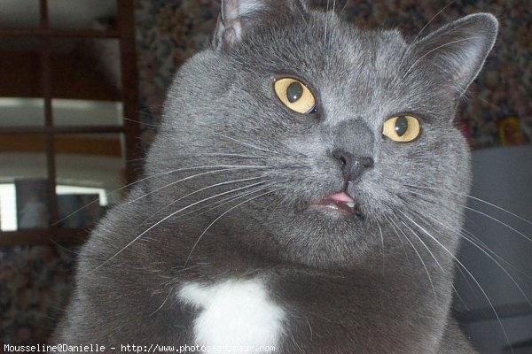 Photo de Chartreux