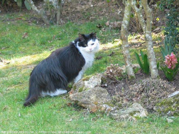 Photo de Chat domestique