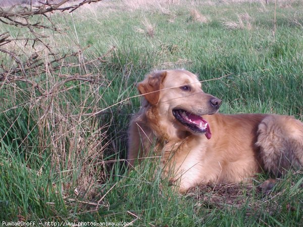 Photo de Golden retriever