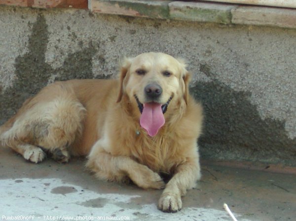 Photo de Golden retriever