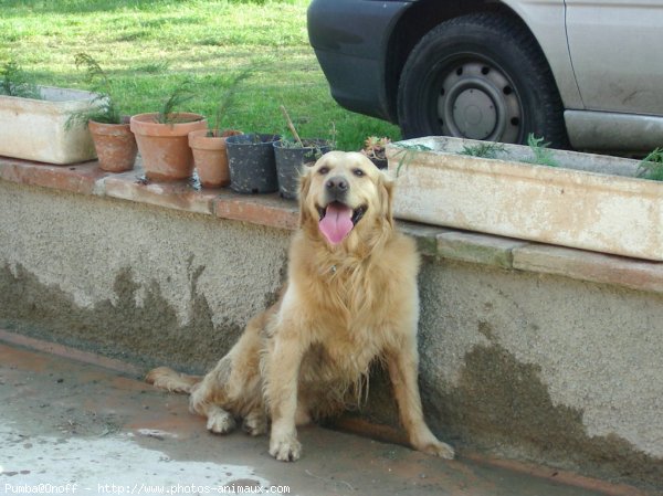 Photo de Golden retriever