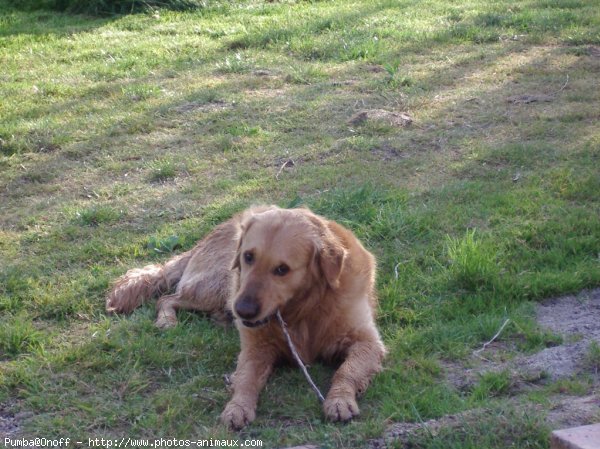 Photo de Golden retriever