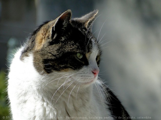 Photo de Chat domestique