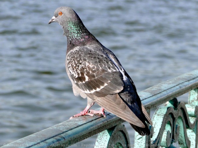 Photo de Pigeon