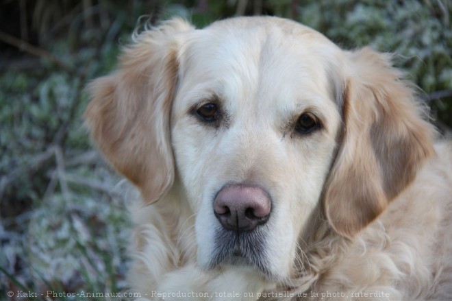 Photo de Golden retriever